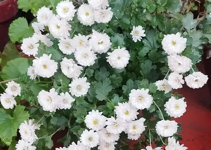 Casa Abanto Nyaraló *