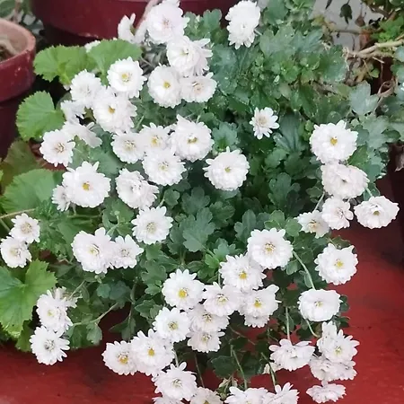 Casa Abanto Prázdninový dům *